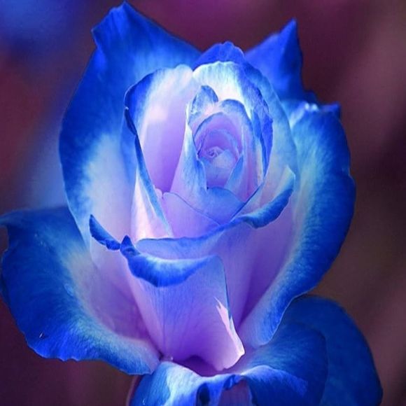 Meet your Posher, Carla - Picture 1 of 1